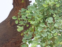 Piliostigma reticulatum