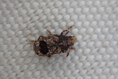 Enedreytes sepicola