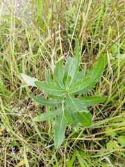 Cirsium arvense