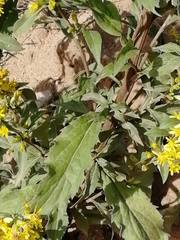 Solidago virgaurea