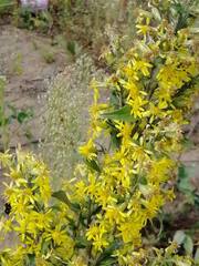 Solidago virgaurea