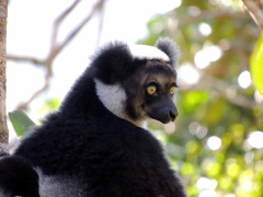 Indri indri