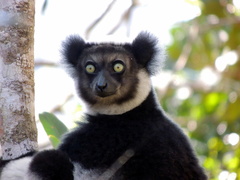Indri indri