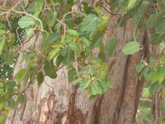 Ficus