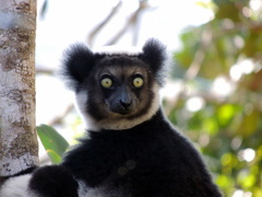 Indri indri