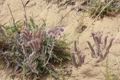Phacelia californica