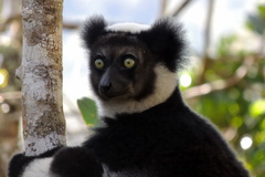 Indri indri