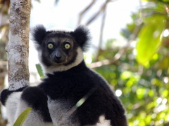 Indri indri