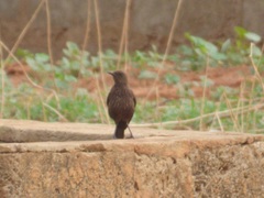 Myrmecocichla aethiops