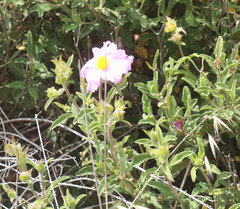 Cistus