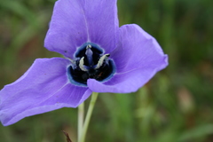 Moraea gigandra