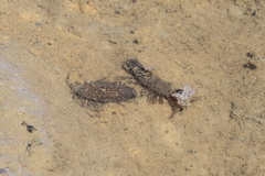 Synidotea laticauda