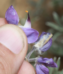 Lupinus