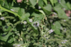Halictus