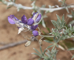 Lupinus