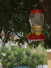 Cynanthus latirostris