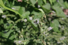Halictus