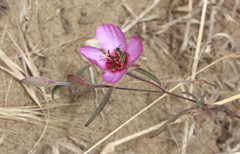 Clarkia rubicunda