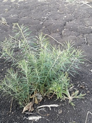 Linaria vulgaris