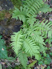 Dryopteris filix-mas
