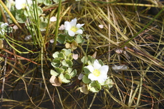 Oxalis natans