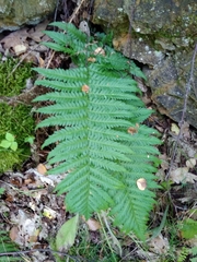 Dryopteris filix-mas