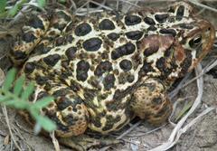 Anaxyrus americanus copei