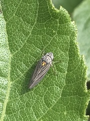 Graphocephala appropinquans