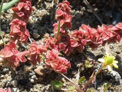 Rumex subarcticus