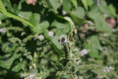 Halictus