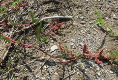 Rumex subarcticus