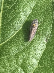 Graphocephala appropinquans