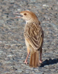 Rattling Cisticola photo 5