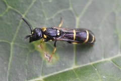 Symmorphus canadensis