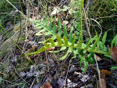 Polypodium vulgare