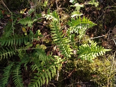 Polypodium vulgare