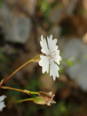 Heliosperma alpestre