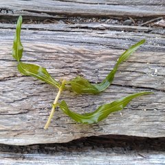 Potamogeton richardsonii