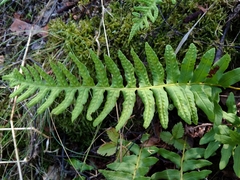 Polypodium vulgare