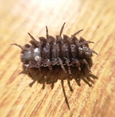 Armadillidium vulgare