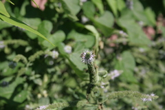 Halictus