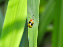Kuschelina tenuilineata