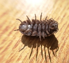 Armadillidium vulgare