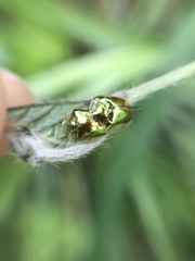 Charidotella succinea