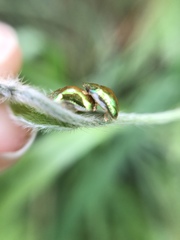 Charidotella succinea