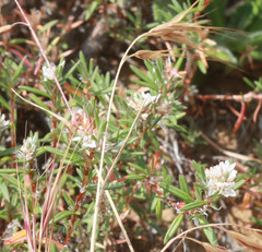 Polygonum paronychia