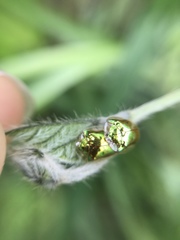 Charidotella succinea