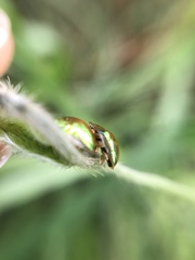 Charidotella succinea