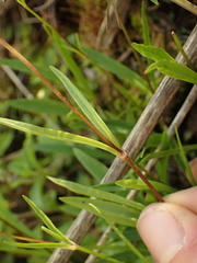 Heliosperma alpestre