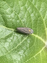 Graphocephala appropinquans